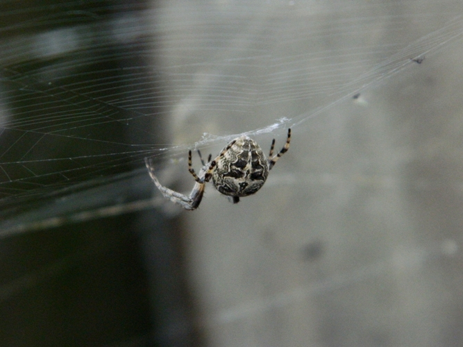 Assembramento di Larinioides sclopetarius - Viadana (MN)